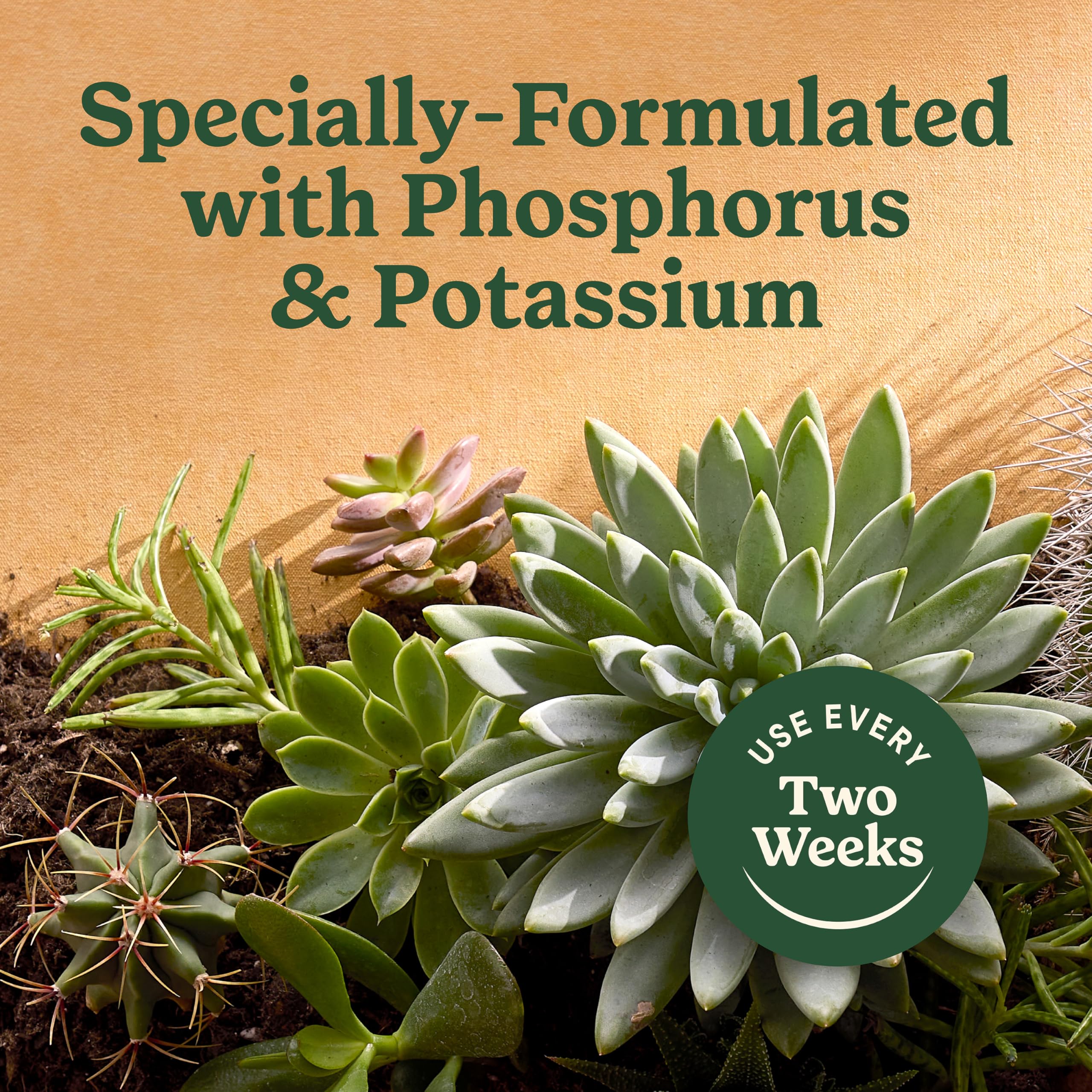 Succulent in a pot being fed Miracle-Gro Indoor Plant Food.