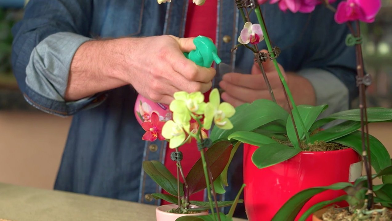 Miracle-Gro Orchid Food Mist spray on leaves for moisture and growth support