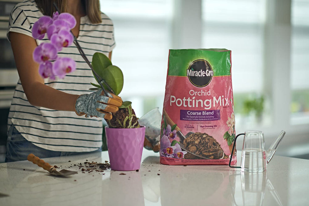 Miracle-Gro Orchid Potting Mix coarse blend being used for repotting