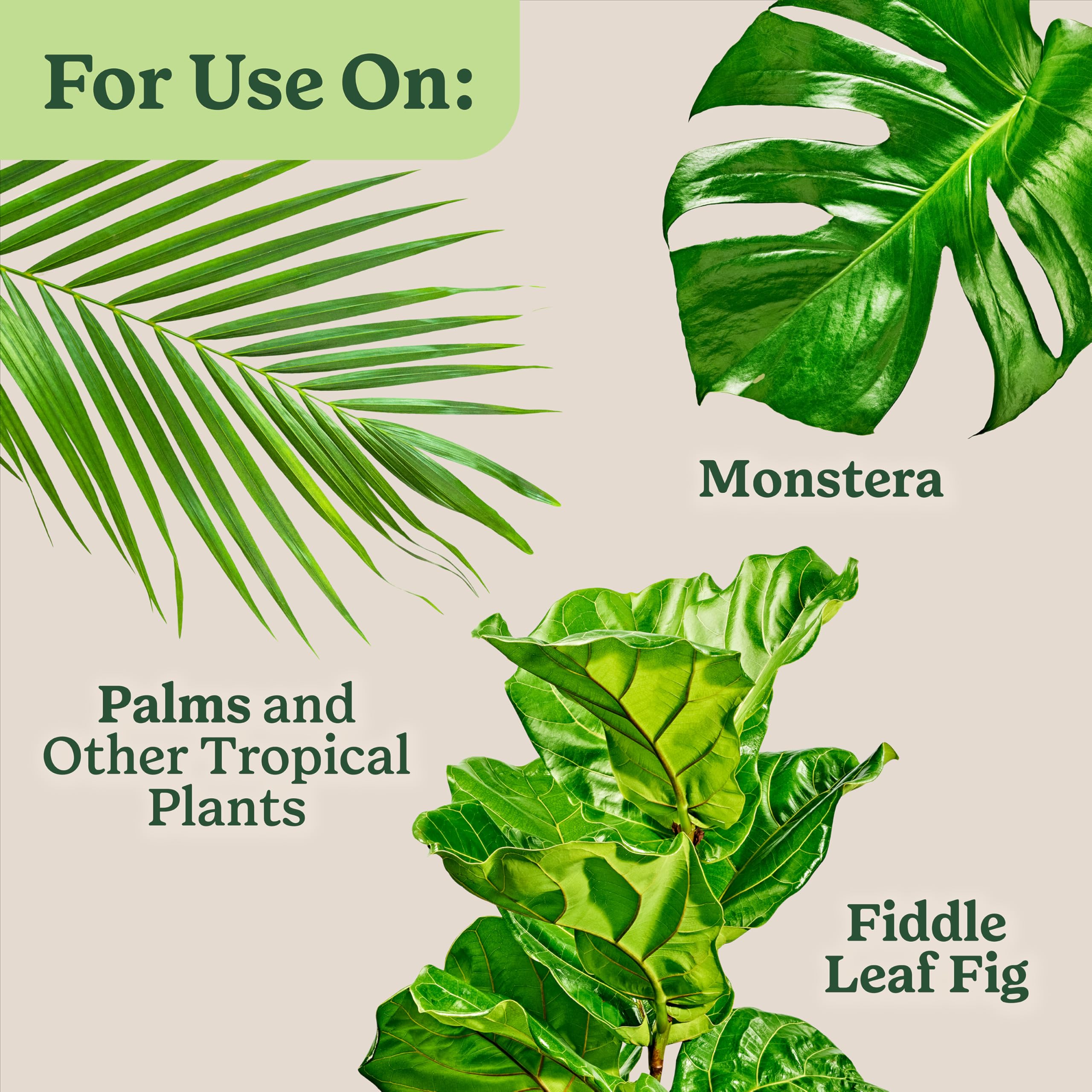 Miracle-Gro Tropicals fiddle-leaf fig feed supports thriving leaf development.