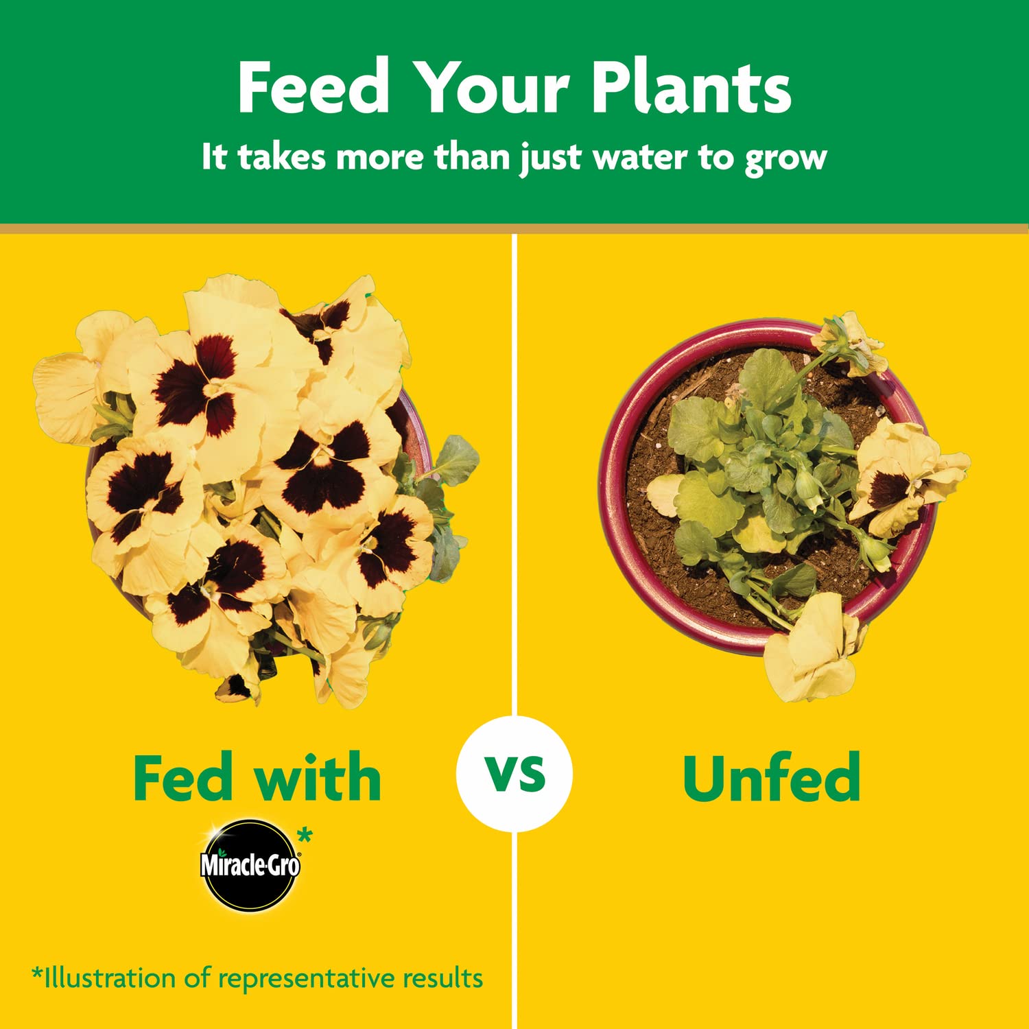 Miracle-Gro feeding through a watering can for precise application