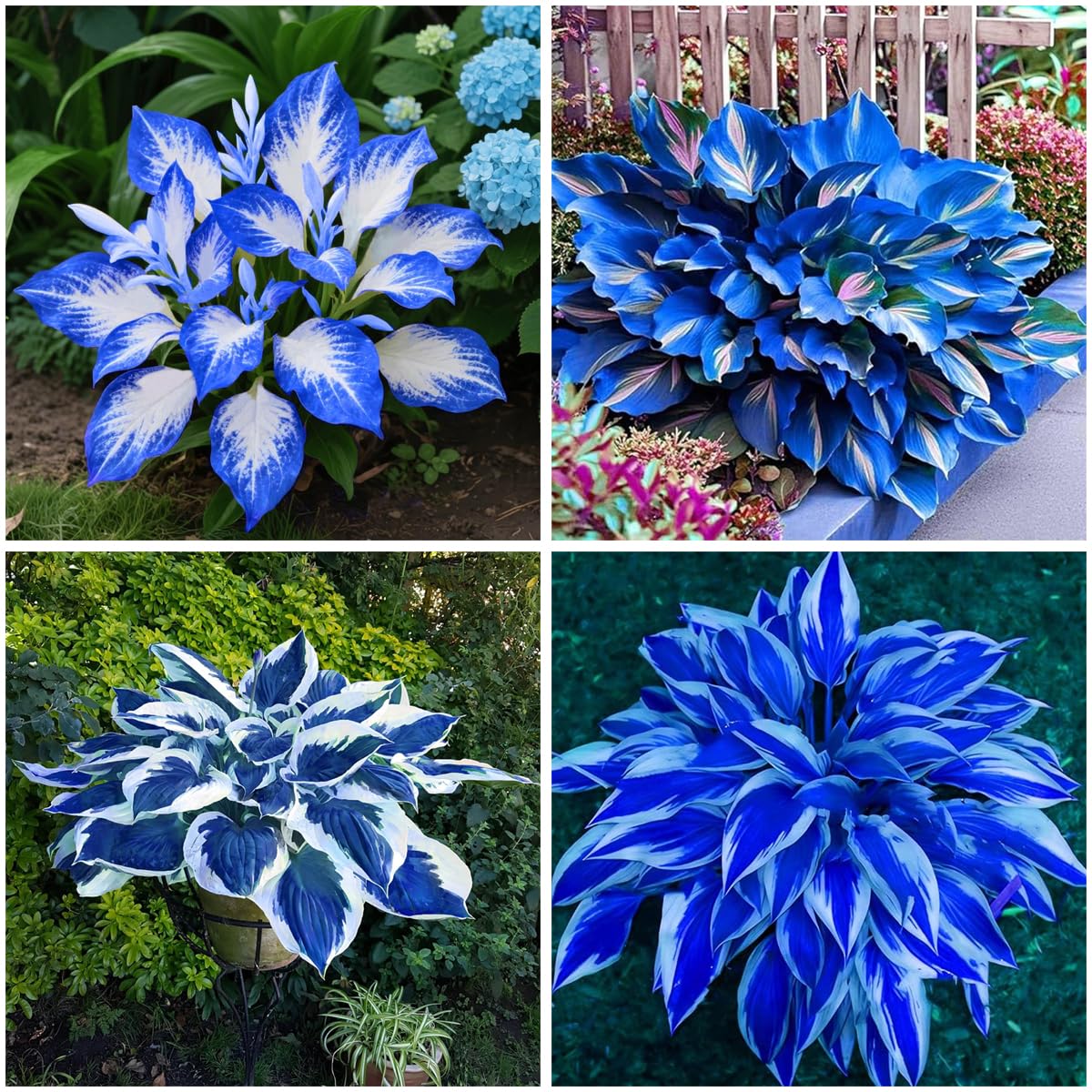 Mixrug 150 Hostas Seed blue-purple-white hues add year-round color to gardens.