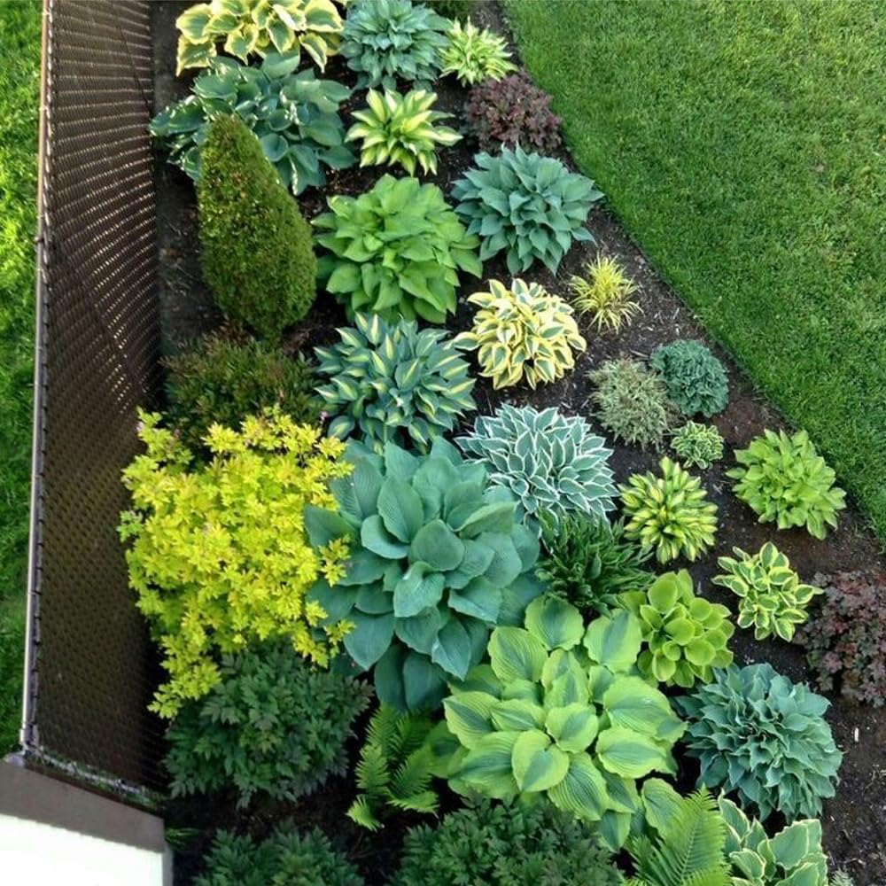 Mixrug 150 Hostas Seed ideal for outdoor bonsai-inspired display themes.
