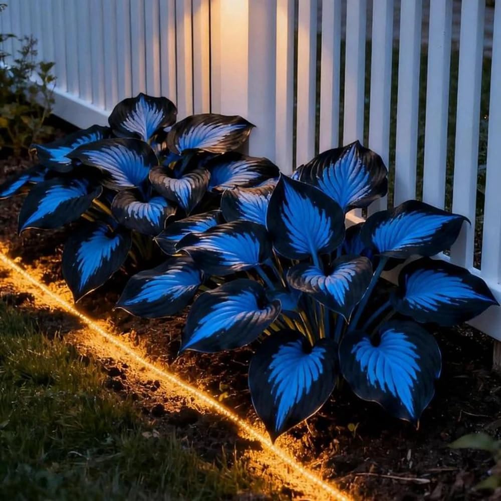 Mixrug 150 Hostas Seed leaves resist deer and rabbits for easier care.