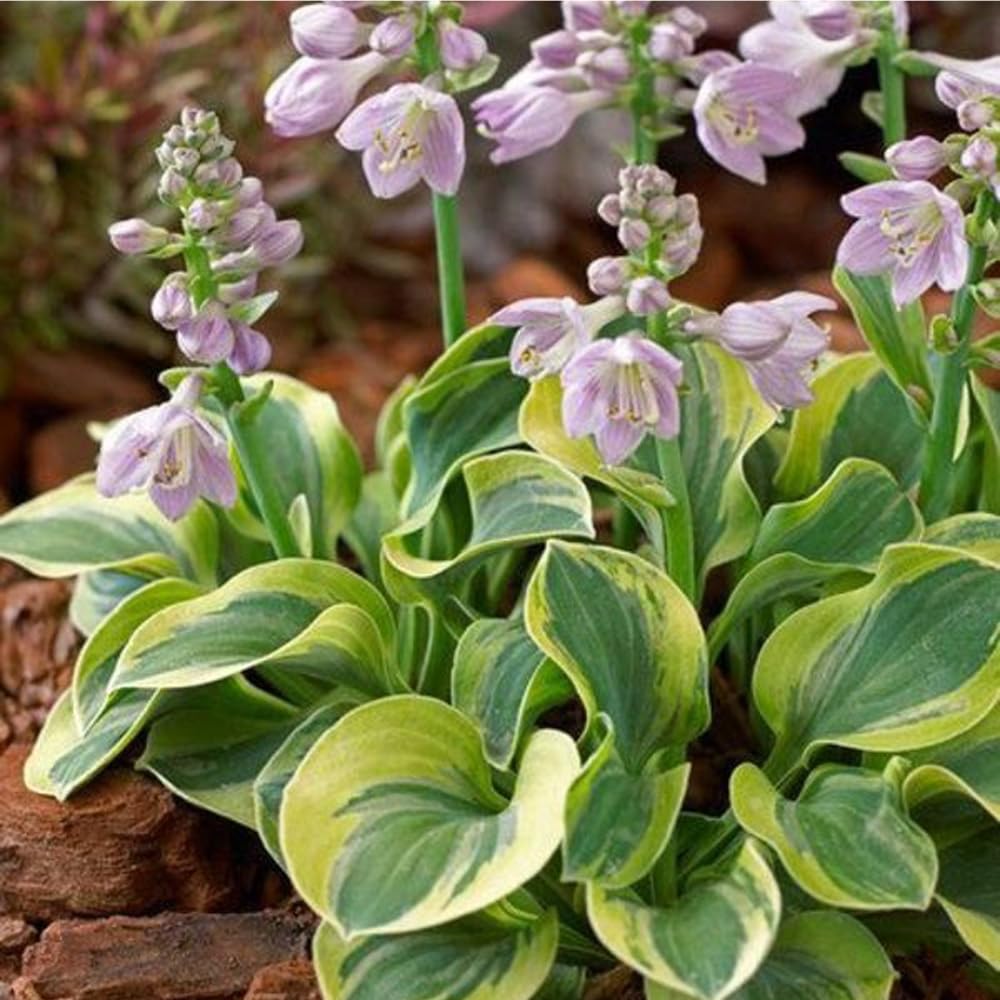 Mixrug 150 Hostas Seed drought-tolerant perennial with low maintenance.