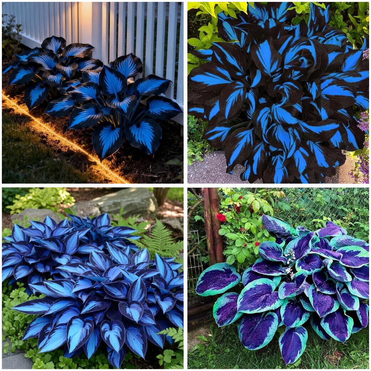 Mixrug 150 Hostas Seed Midnight Blue for outdoor planting in shaded beds.