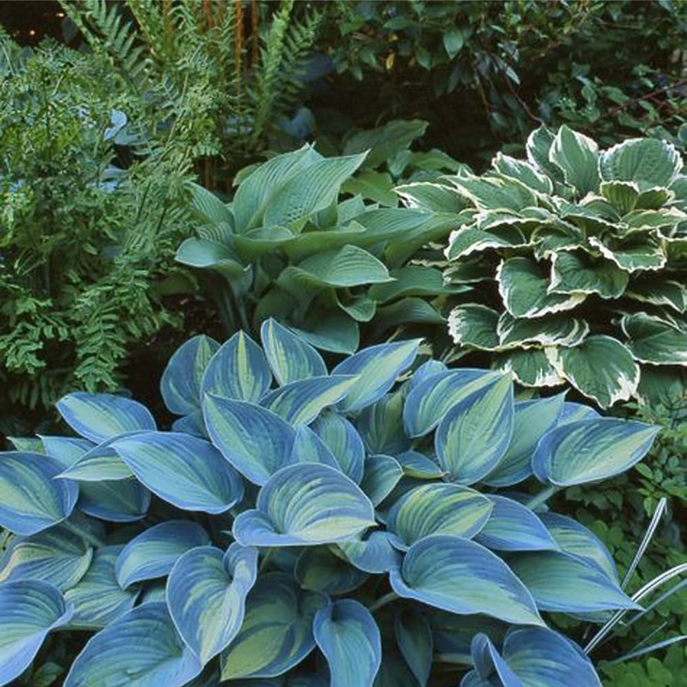 Mixrug 150 Hostas Seed attracts pollinators with summer blooms in your yard.