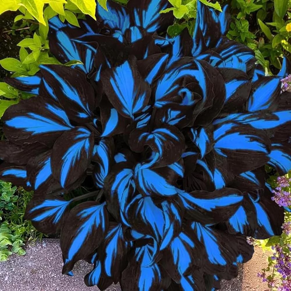 Mixrug 150 Hostas Seed shade-tolerant variety suited for pots and garden beds.