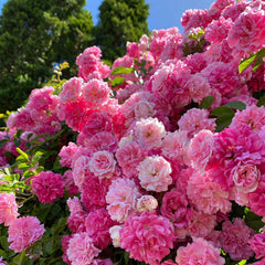 Mixrug climbing rose seeds pack for garden planting and year-round blooms.