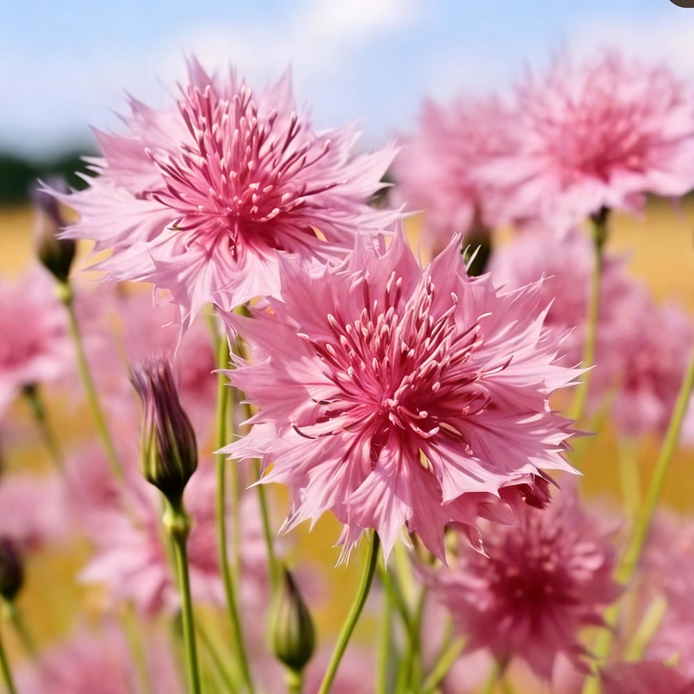 Close-up of Mixrug cornflower bloom with vivid petals and center.