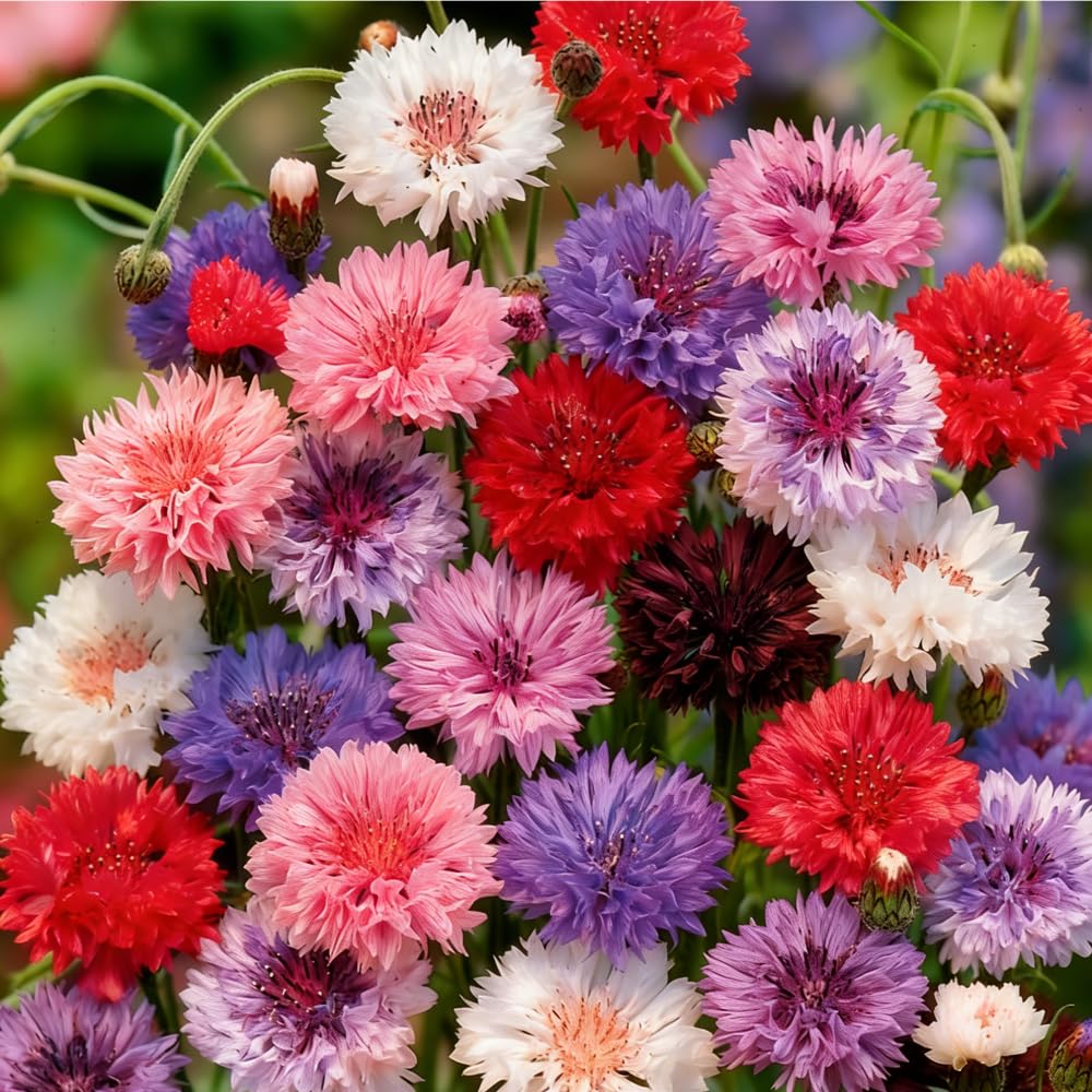 Mixrug cornflower blooms close-up showing blue, purple, pink, and white varieties