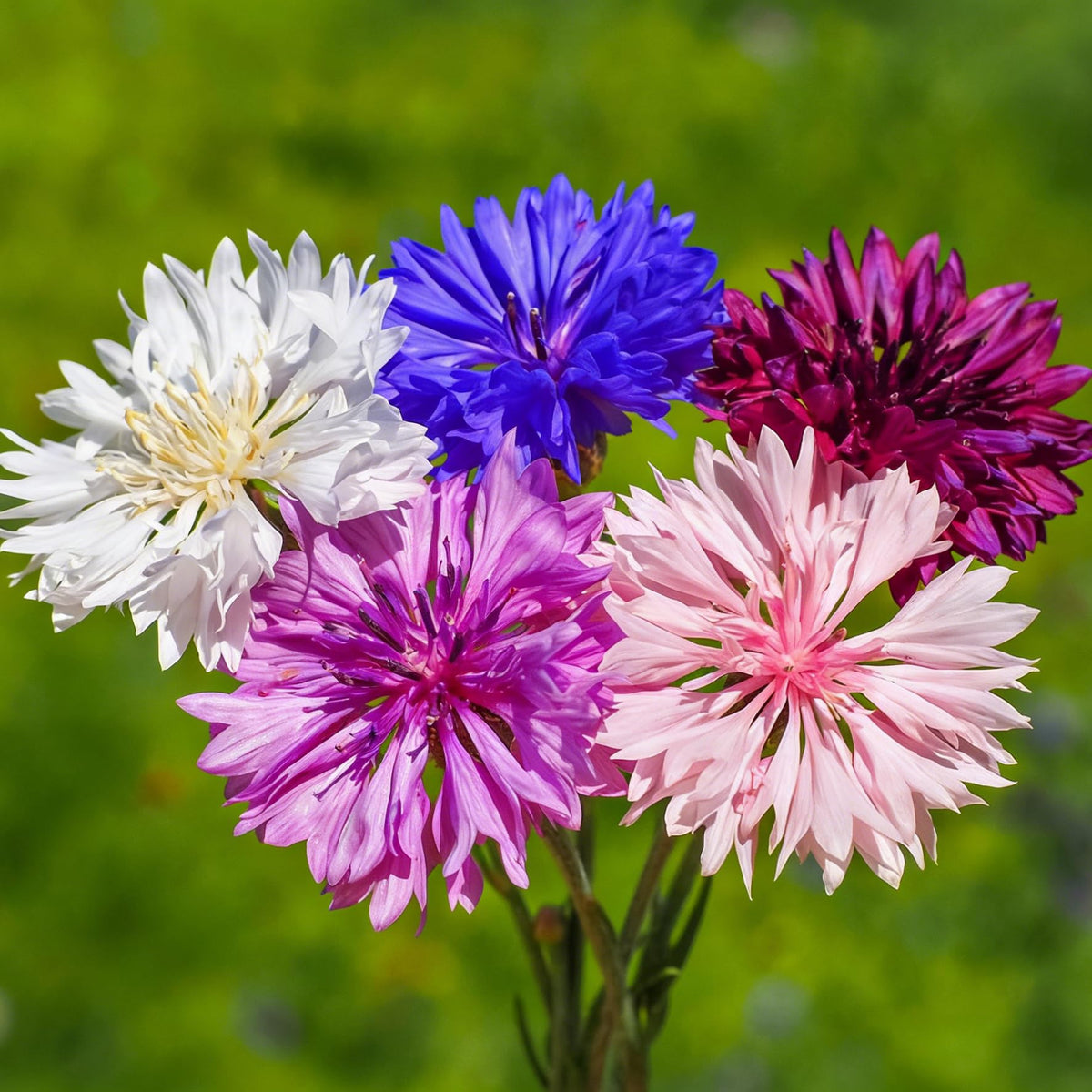Mixrug cornflower seeds pack ready for planting in a home garden border.