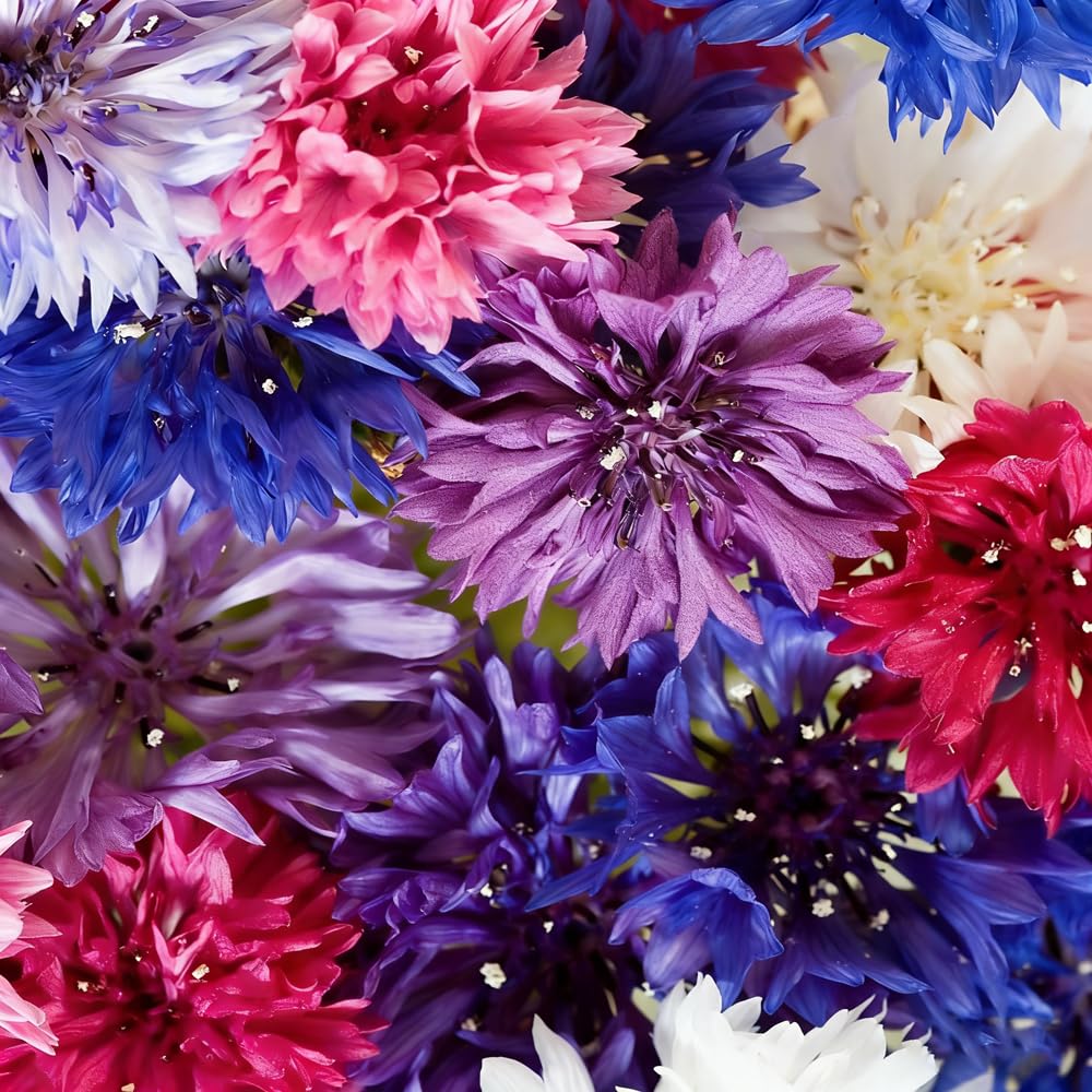 Mixrug dwarf cornflowers for compact growth in containers