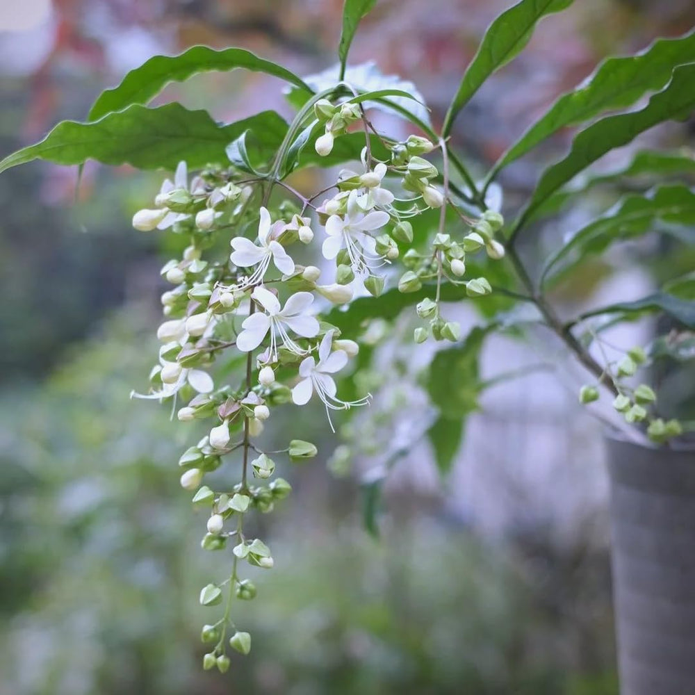 Mixrug easy-care jasmine for warm sun with partial shade tolerance
