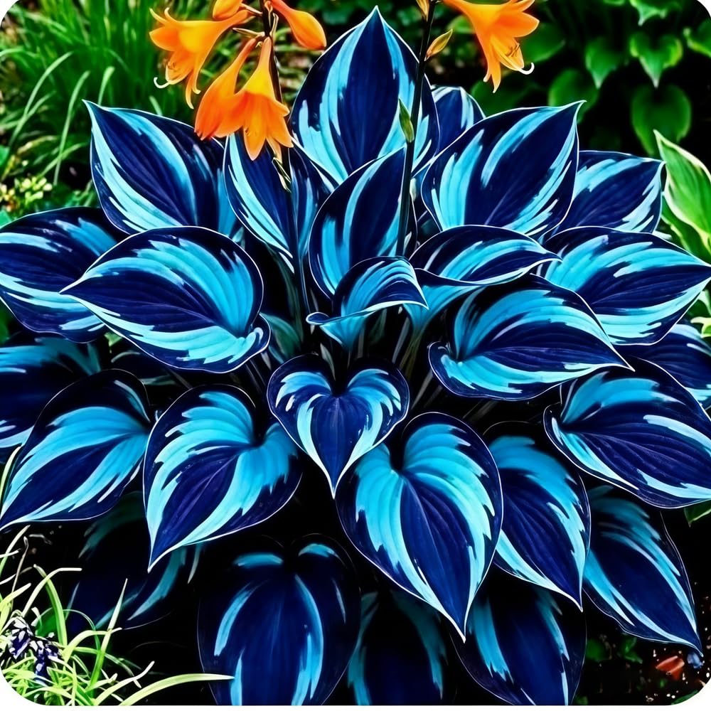 Giant hosta leaves create dramatic ground cover in shaded borders.