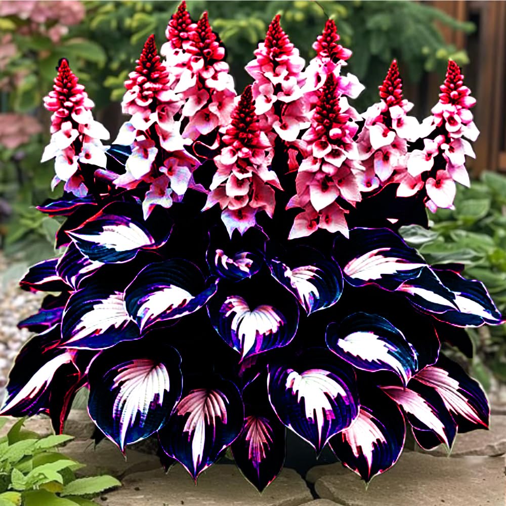 Mixrug giant hosta leaves seed collection forming dramatic ground cover
