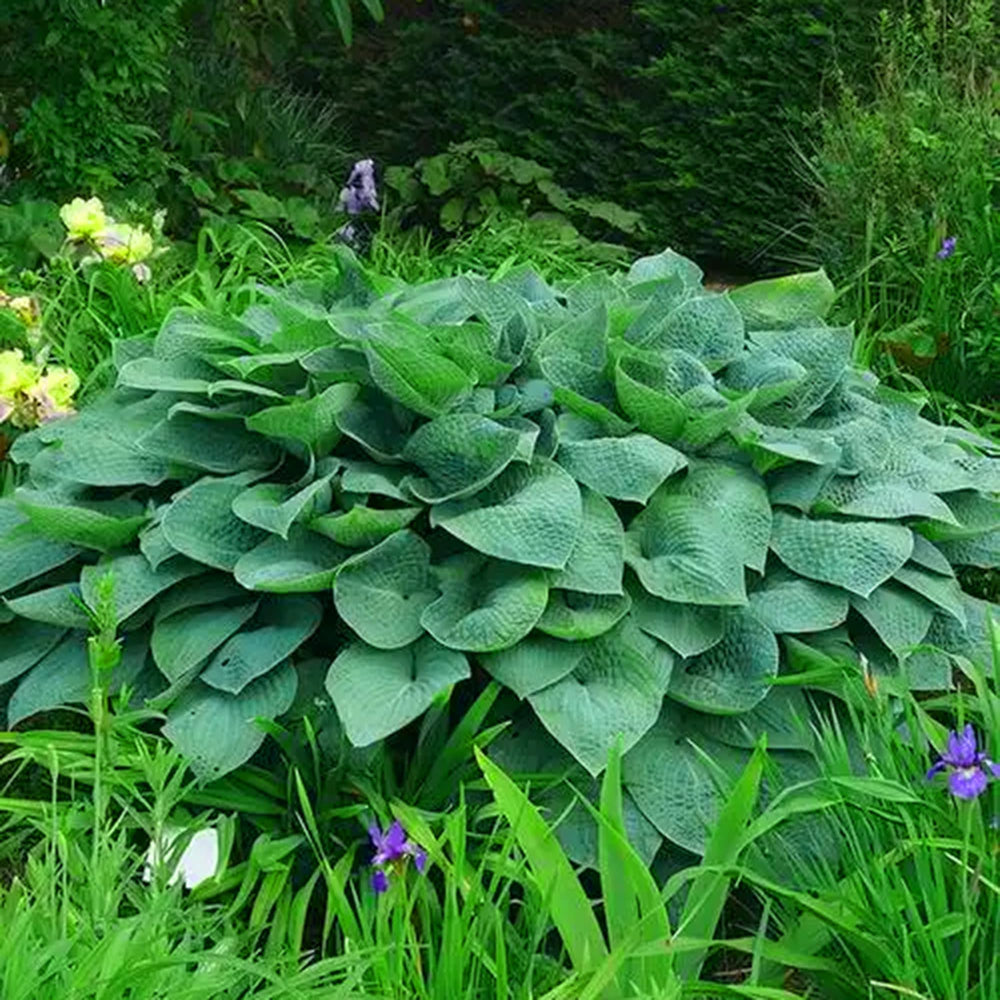 Mixrug Hosta flowers attract butterflies and bees in shaded borders.