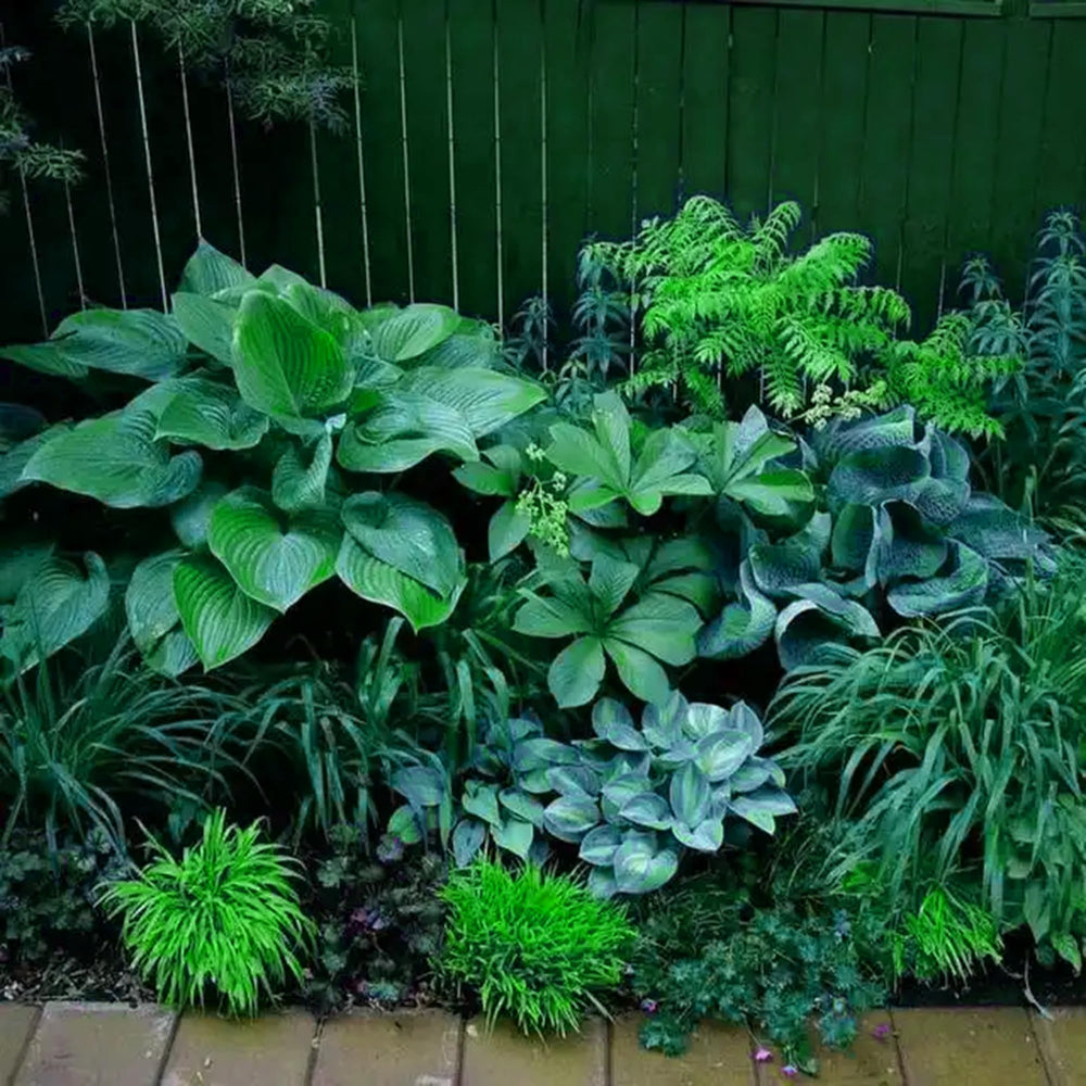 Mixrug Hosta border garden creates layered shade textures.