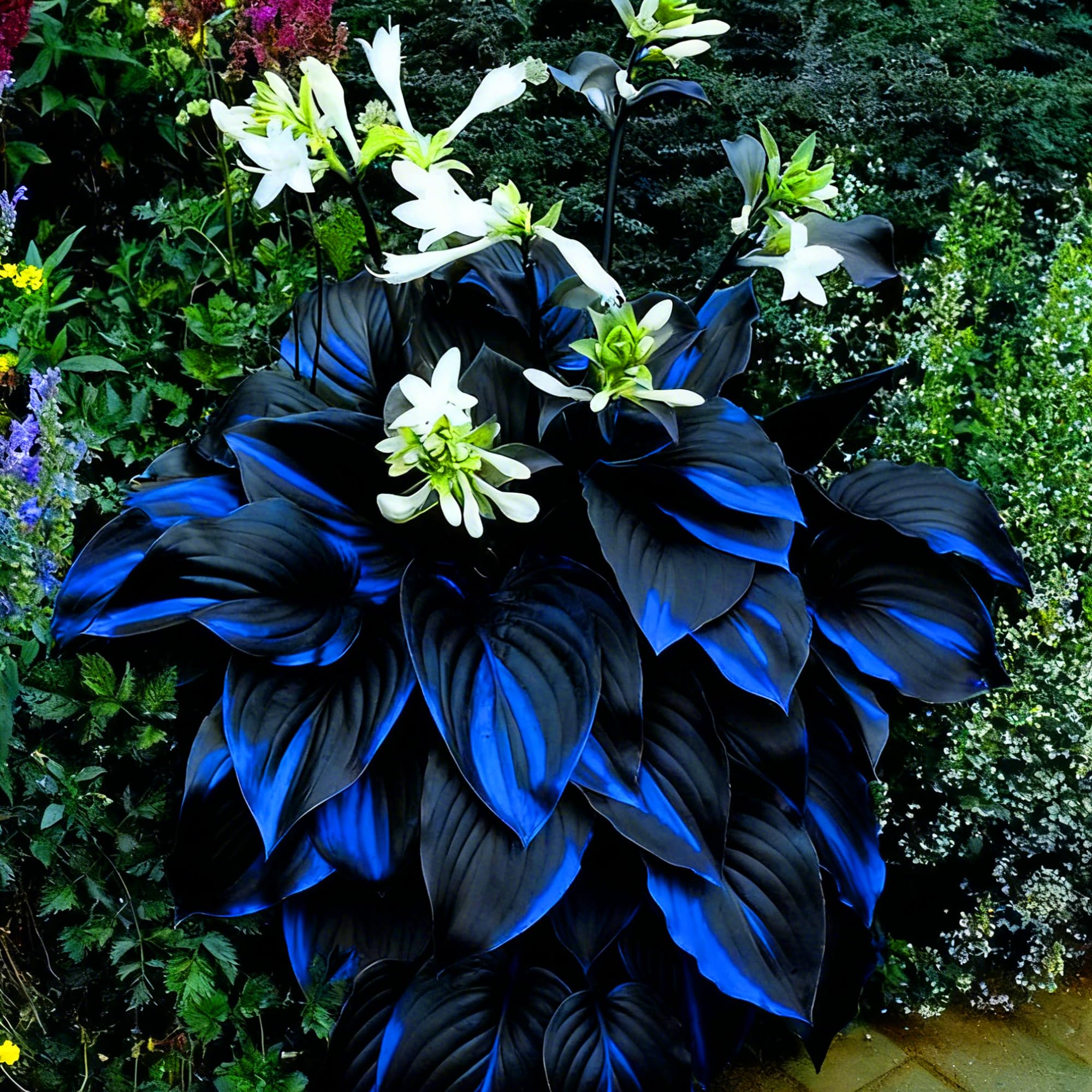 Mixrug Hosta cold hardy perennials provide dependable shade coverage and seasonal color
