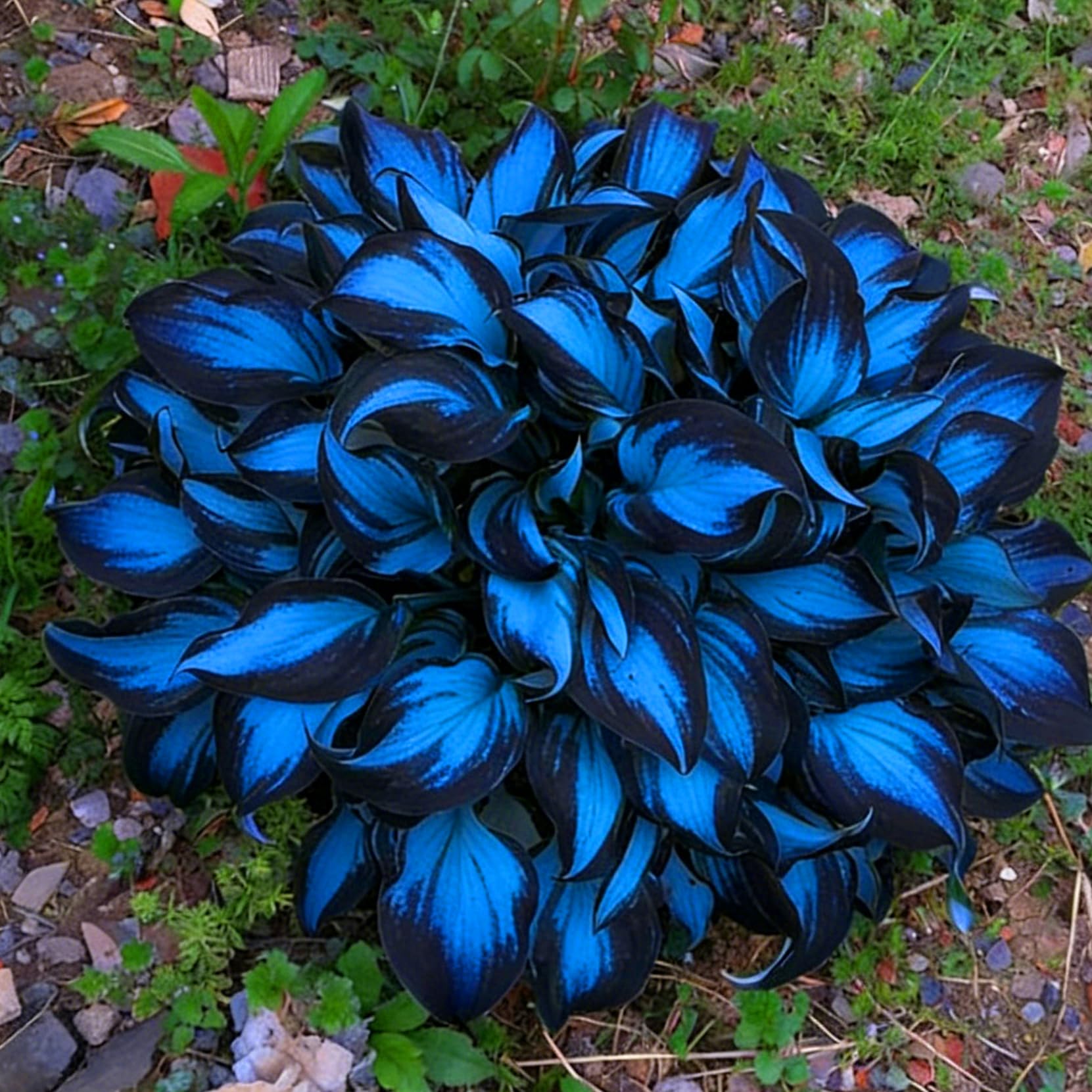 Mixrug Hosta groundcover in a shaded garden conceals soil with lush foliage.