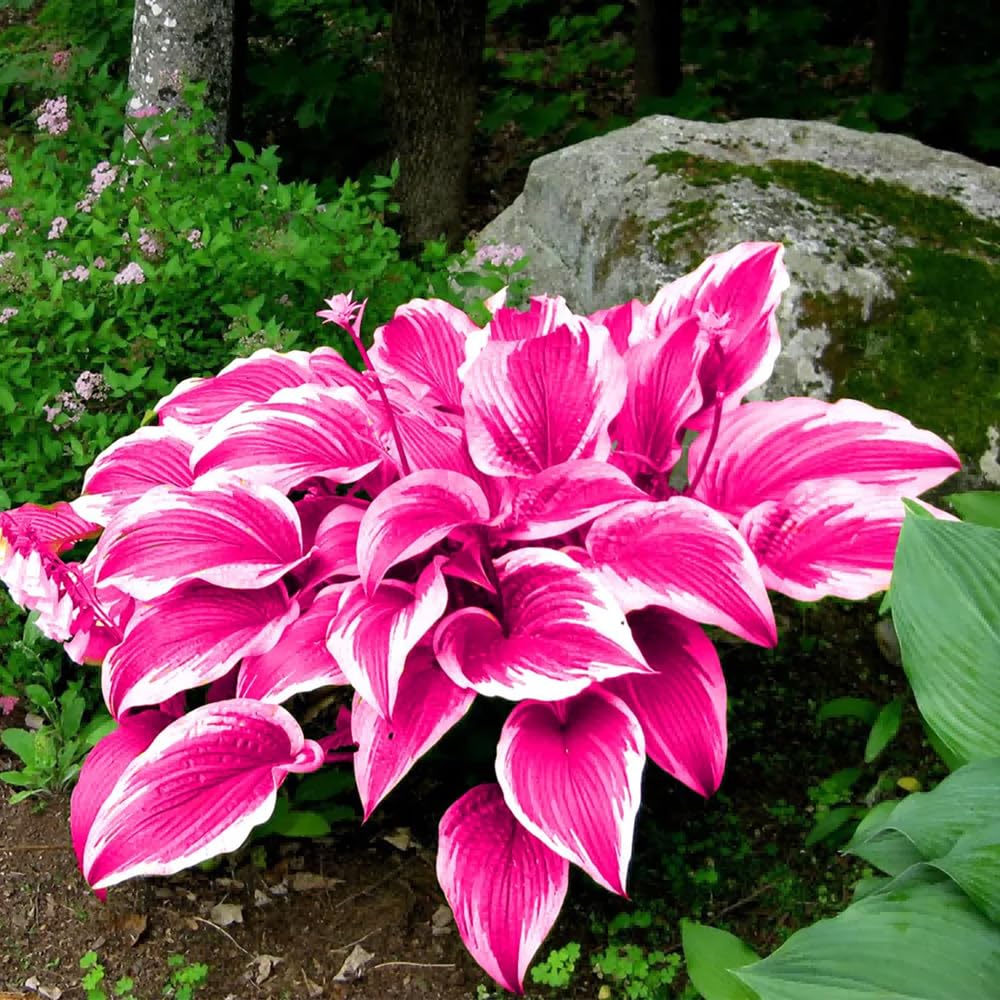 Mixrug hosta leaves are large and heart-shaped with vivid variegation.
