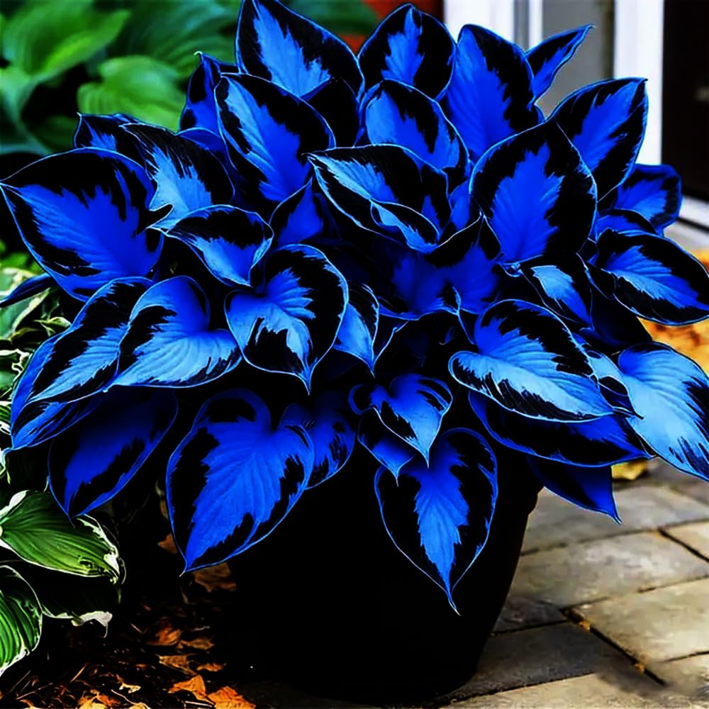 Ideal for pots and shaded patios with easy care.