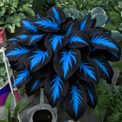 Mixrug Hosta seed germination in rich soil supports healthy, shade-loving plants.