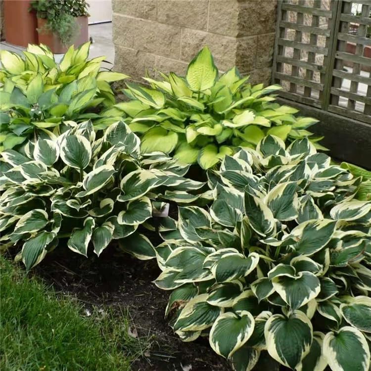 Mixrug Hosta seeds are cold-hardy and drought-tolerant for easy care.