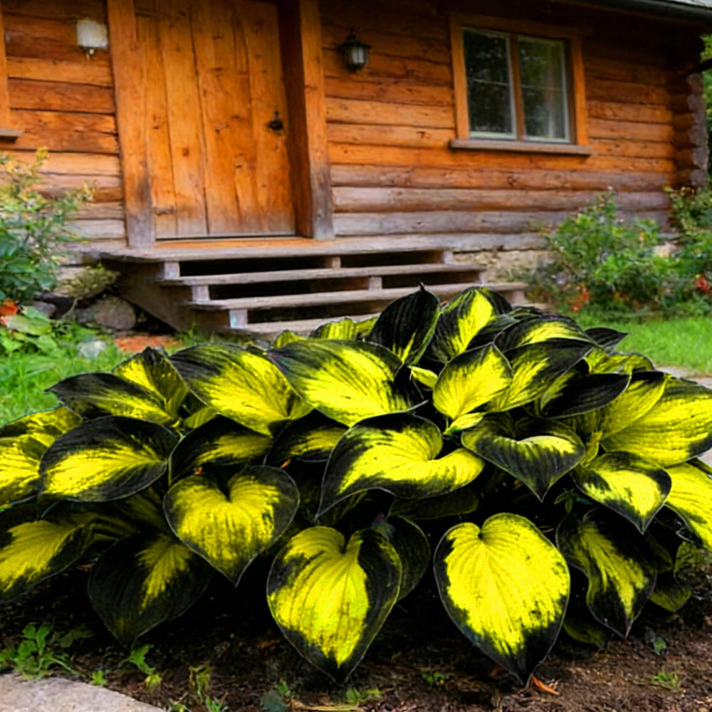 Mixrug Hosta seeds – perfect for container gardens on balconies