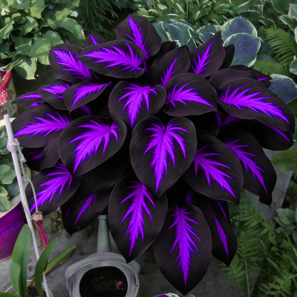 Mixrug Hosta seeds for containers add color to balconies and patios.
