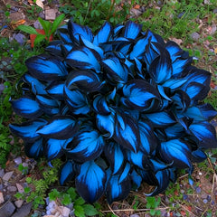 Mixrug hosta seeds container planting setup for balcony or patio.