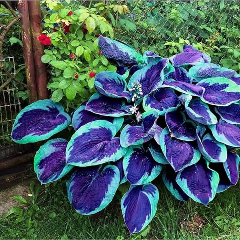 Mixrug hosta seeds cream and gold edged patterns add contrast