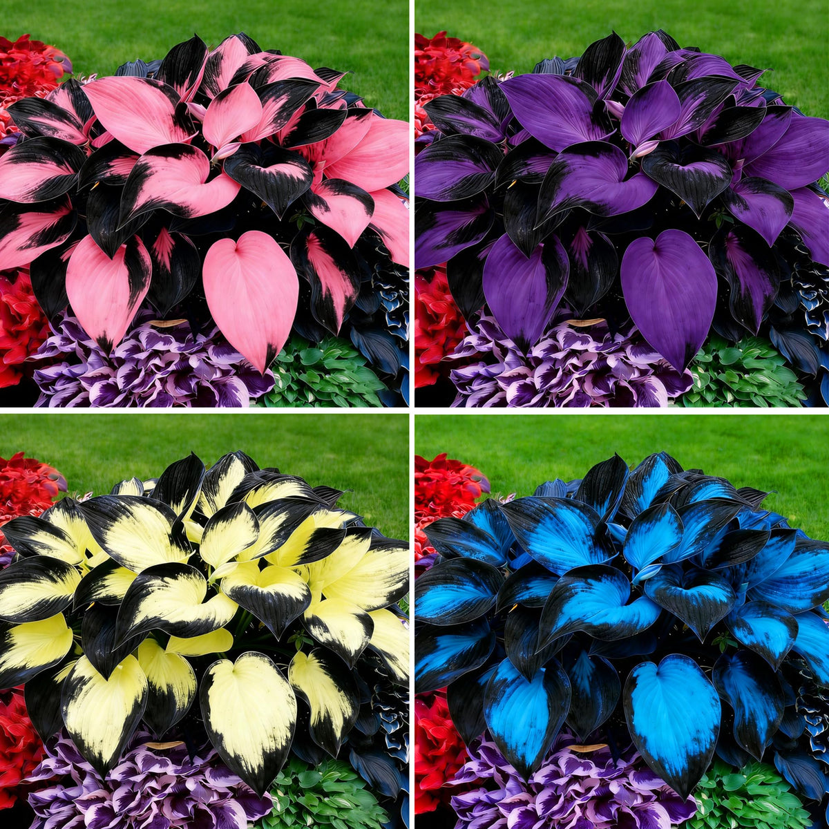 Mixrug Hosta seeds: diverse varieties for shaded garden beds