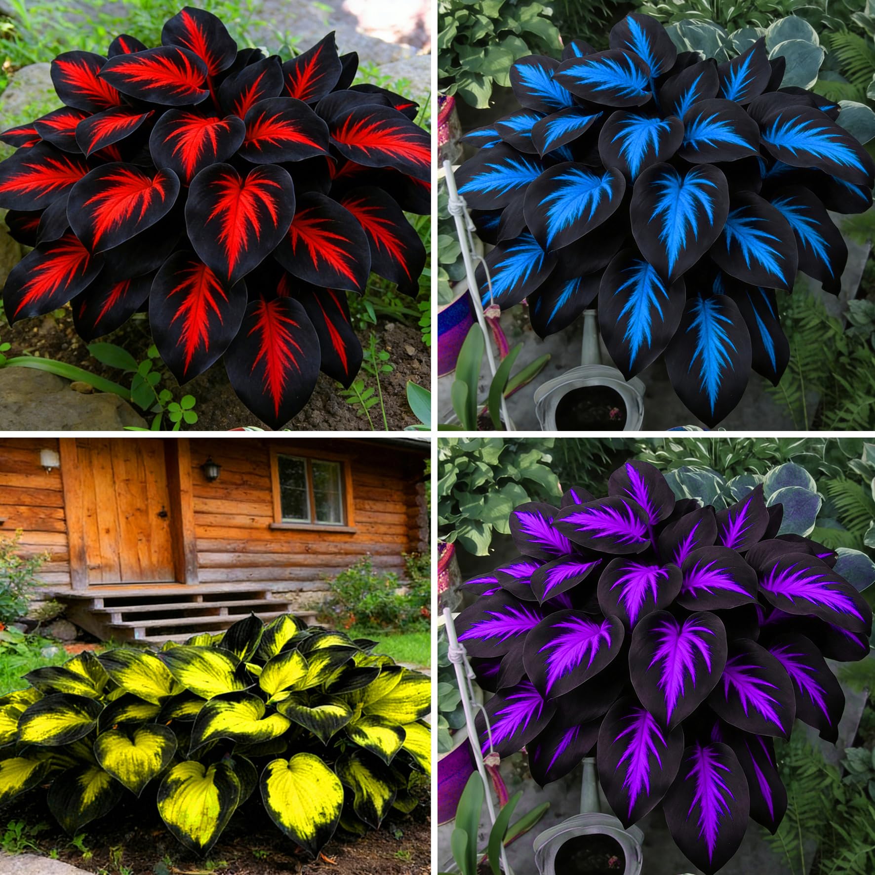 Mixrug Hosta seeds – diverse varieties for shaded garden color