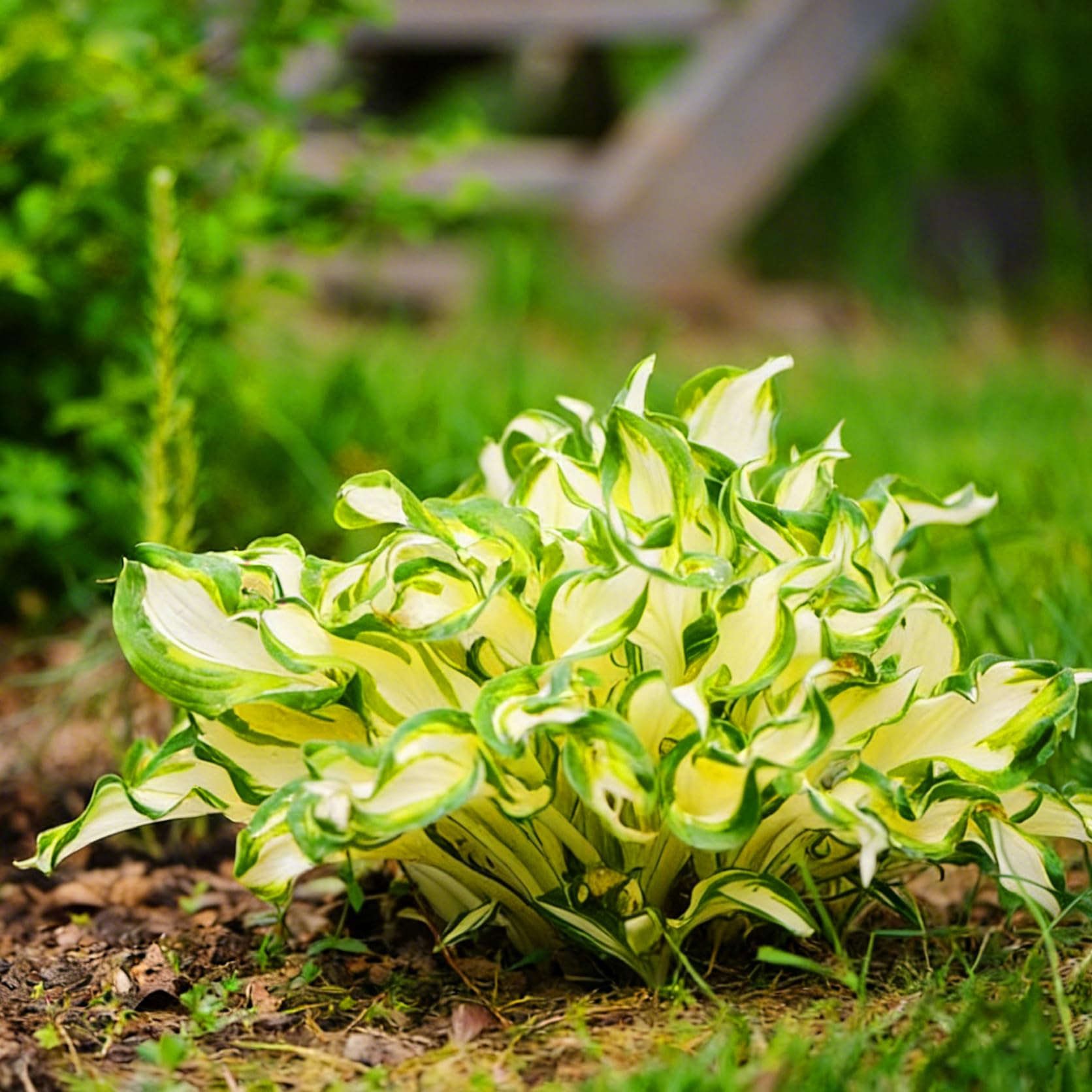Mixrug Hosta seeds demonstrate drought-tolerant perennial growth.