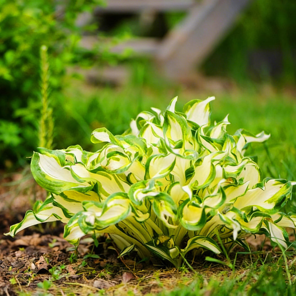 Mixrug Hosta seeds demonstrate drought-tolerant perennial growth.