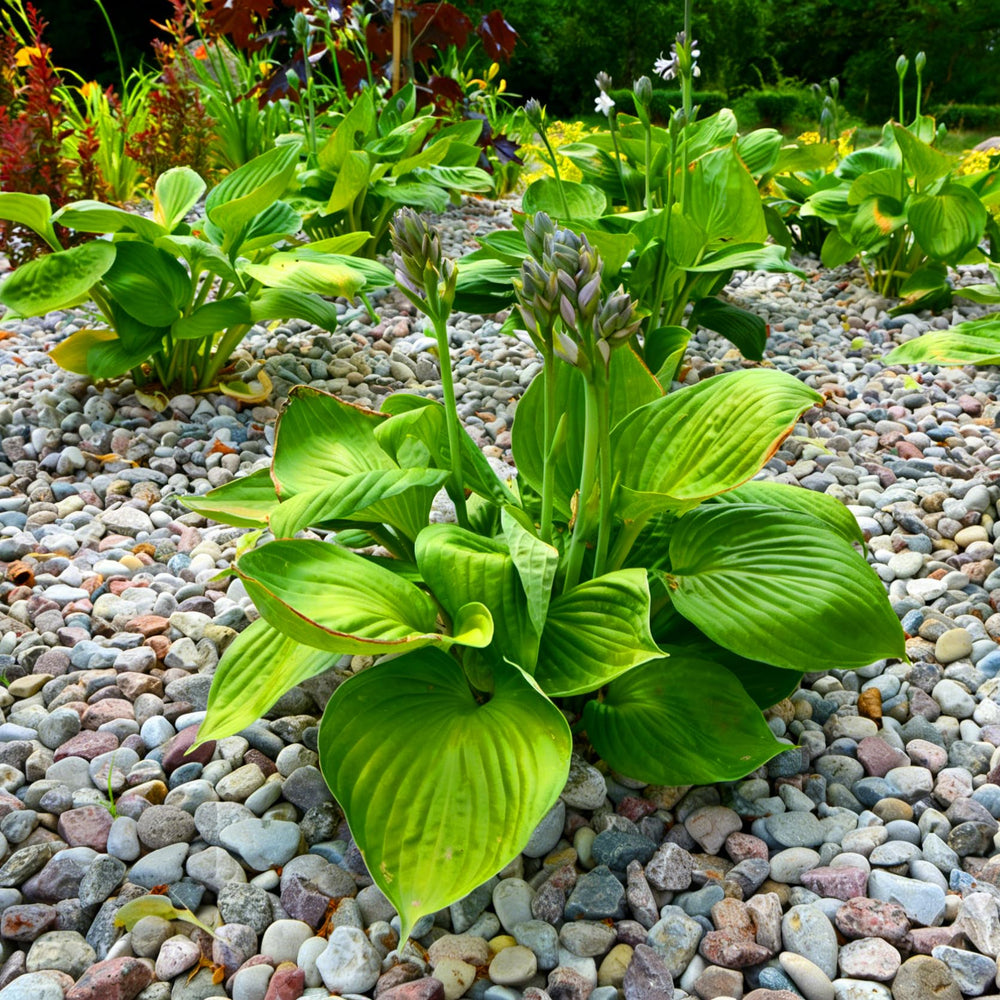 Mixrug Hosta Seeds deliver fragrant blooms to attract butterflies and bees