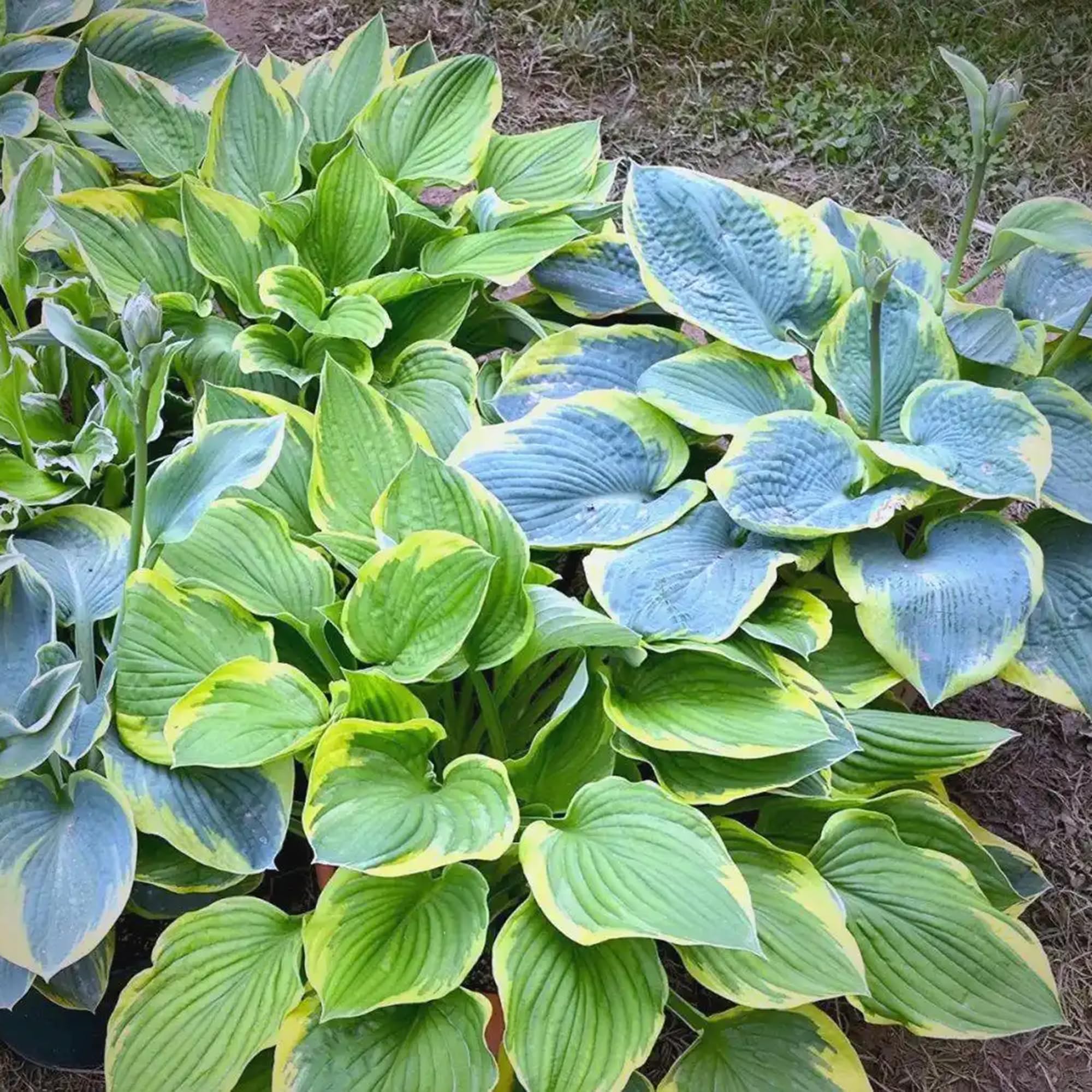 Mixrug Hosta seeds produce fragrant blooms that attract pollinators.