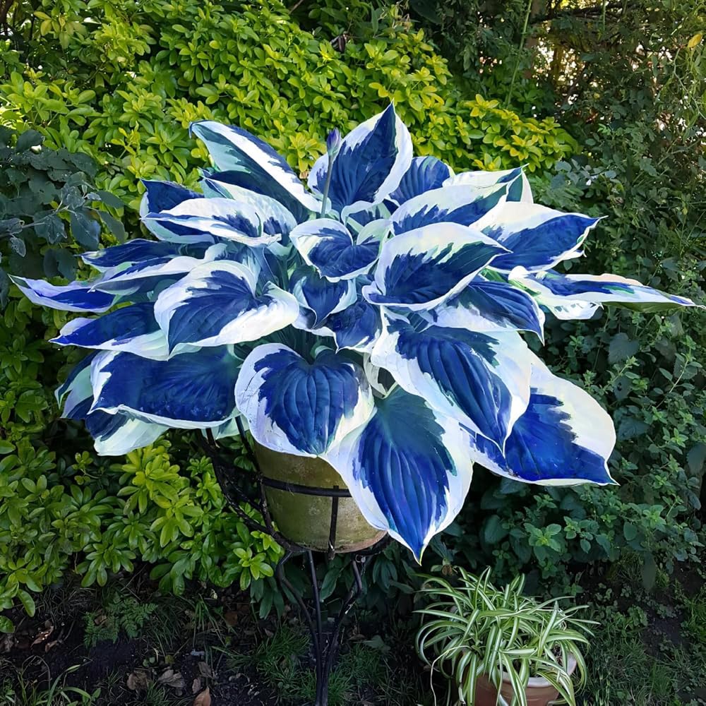 Mixrug hosta seeds green shade ground cover for low maintenance gardens