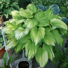 Mixrug Hosta seeds used as groundcover to conceal soil and reduce maintenance.
