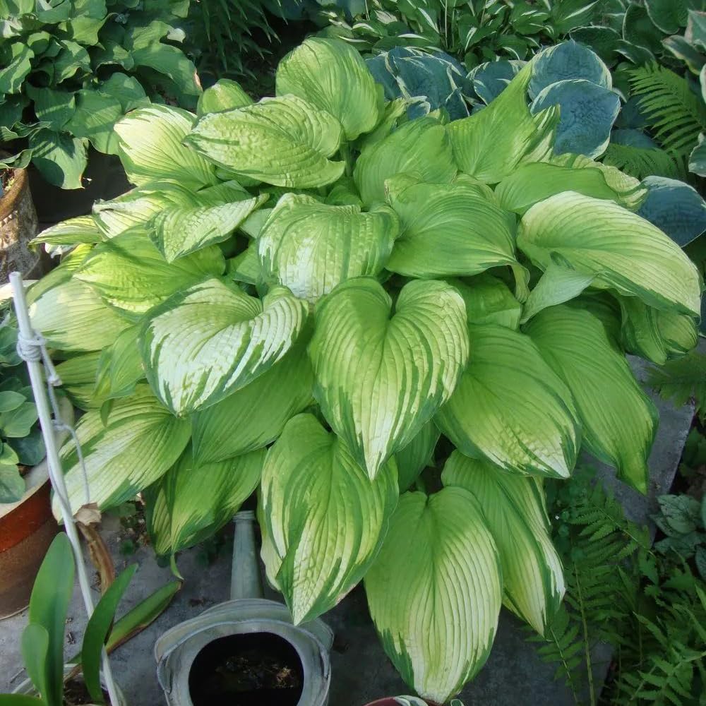 Mixrug Hosta seeds – long-bloom season adds color throughout