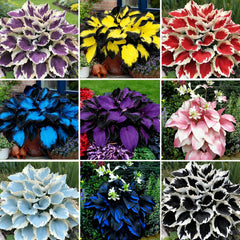 Mixrug Hosta seeds shade garden pack enhances cool tranquil corners with low maintenance plants