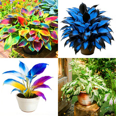 Mixrug Hosta Seeds reveal shade loving plants for low-light yards