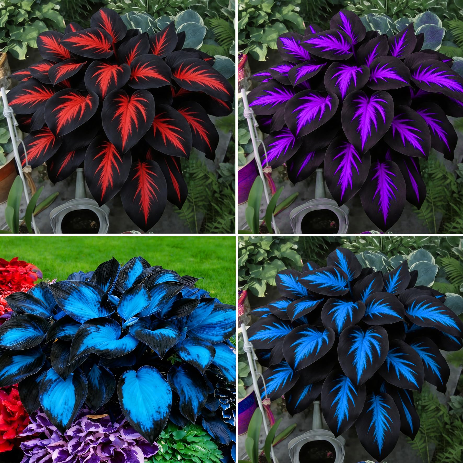 Mixrug Hosta seeds variety collection offers diverse blooms for shade garden borders.