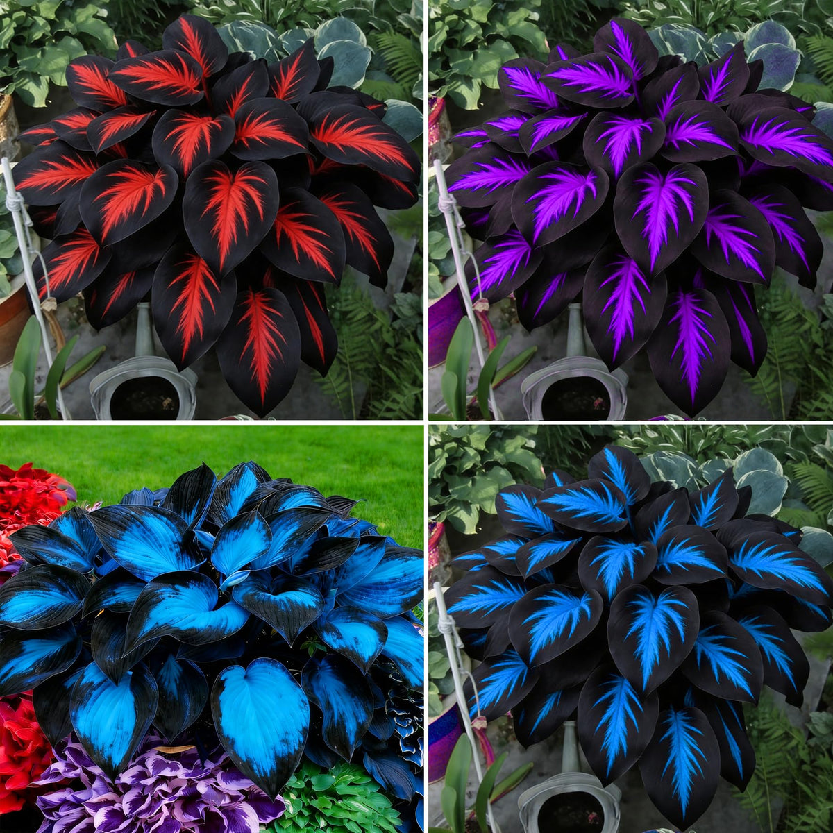 Mixrug Hosta seeds variety collection offers diverse blooms for shade garden borders.