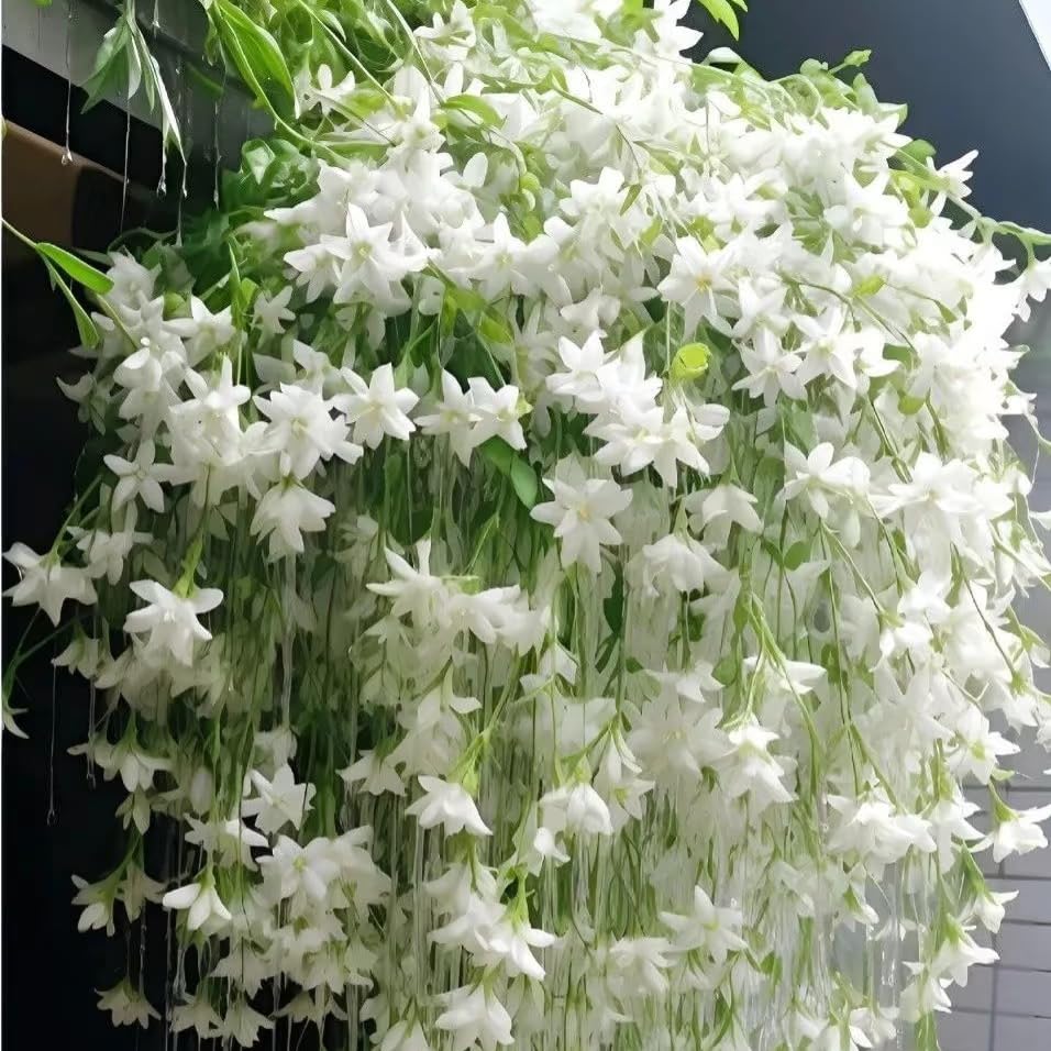 Mixrug jasmine blooms attract pollinators like bees and butterflies