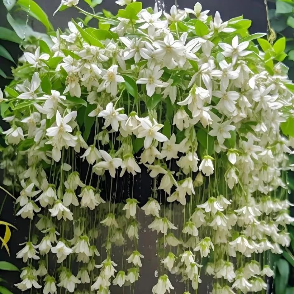 Mixrug jasmine climber container display demonstrates pot-friendly growth