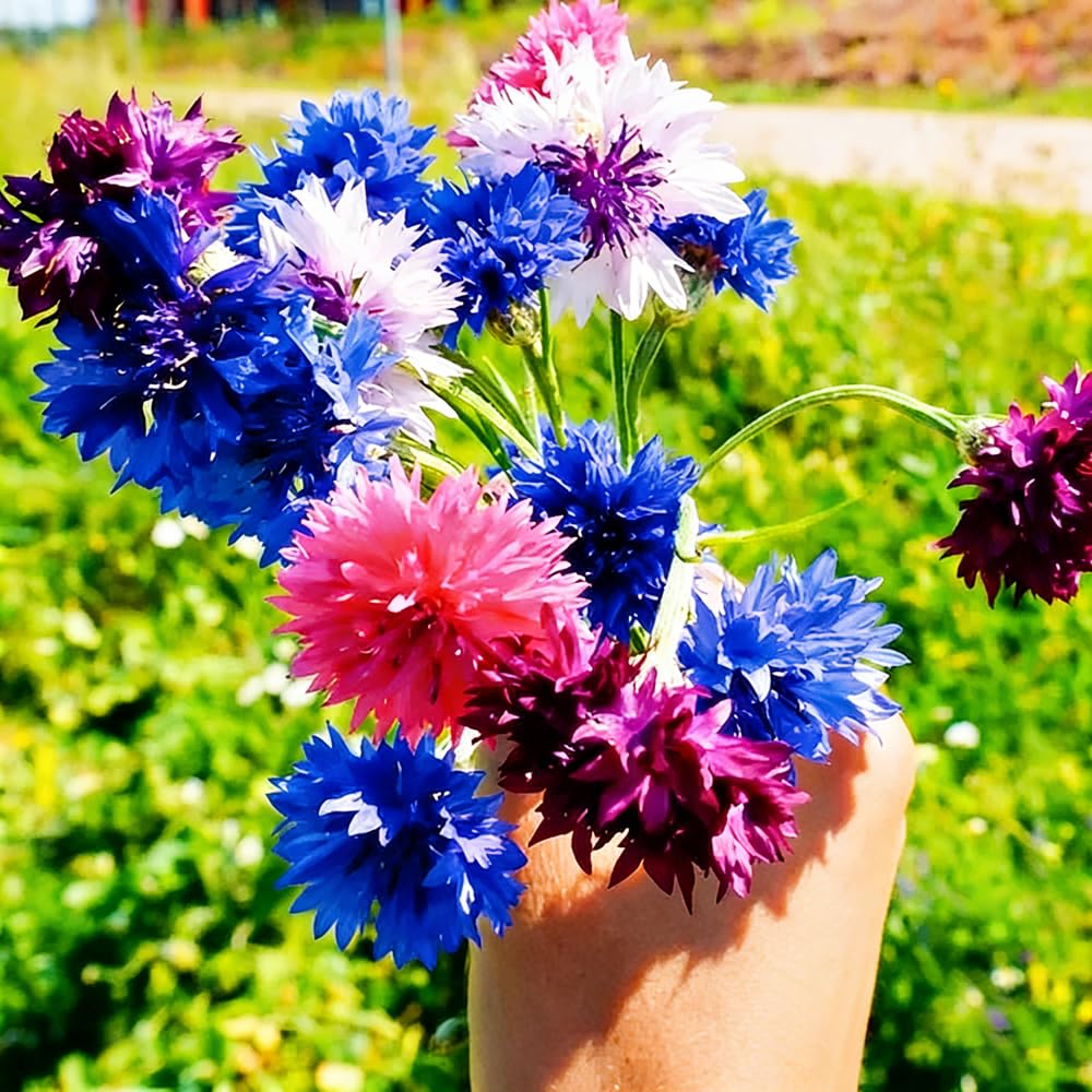 Mixrug long-lasting cut flowers ideal for bouquets and arrangements