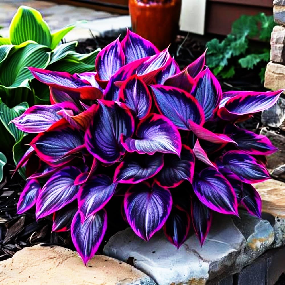 Mixrug low maintenance hosta seeds for low effort perennial borders