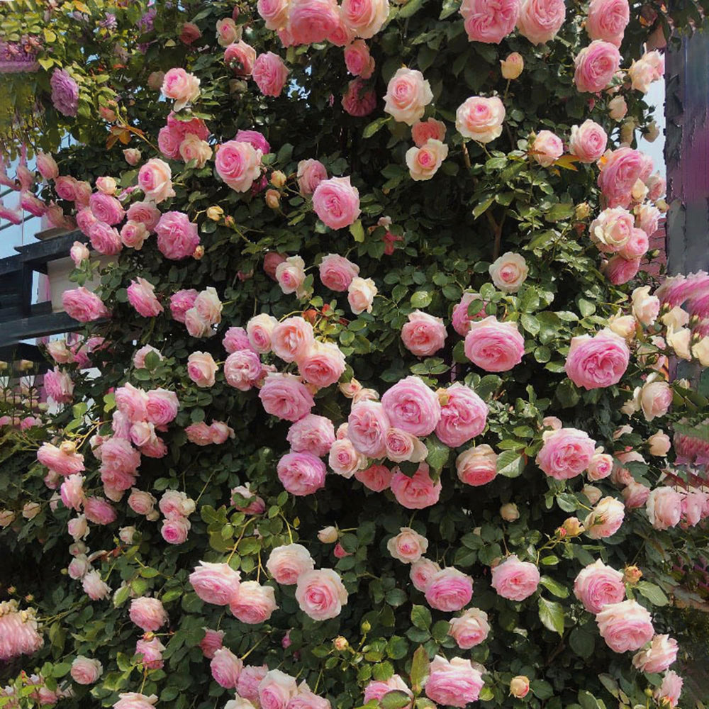 Mixrug non-gmo-heirloom-rose-seeds provide heirloom quality and garden variety.